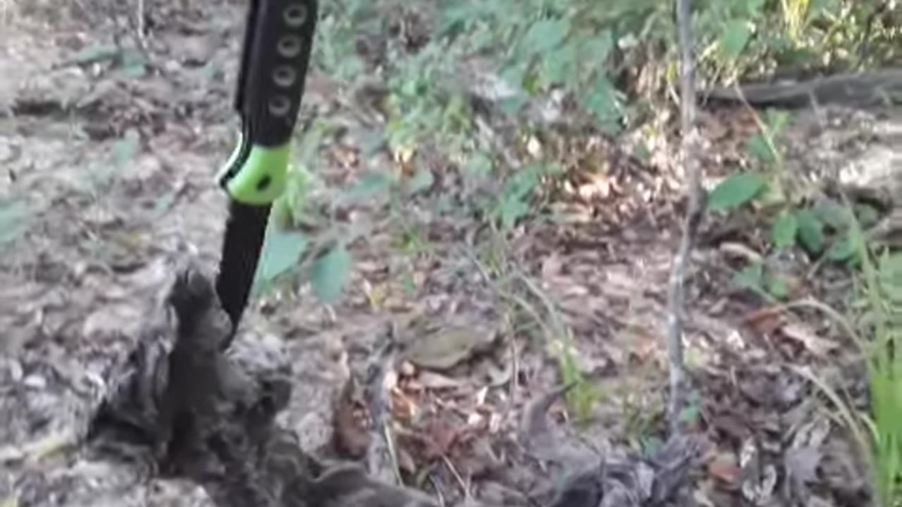 Redneck Tree Art