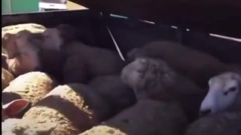 Sheep dunked underwater in a large pesticide bath