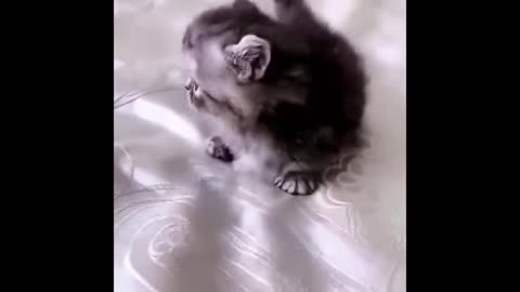 the hilarious animal compilation no.295 - funniest cats videos