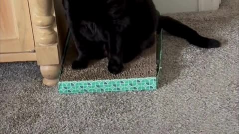 Cute Precious Piper Makes the Morning Brighter - Adopting a Cat from a Shelter Vlog #shorts