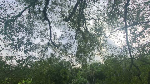 Rain and strong winds going temple