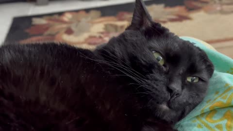Cute Precious Piper Demonstrates How to Be a Lap Cat - Adopting a Cat from a Shelter Vlog