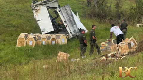 Escaped monkeys ‘destroyed’ after Mississippi police are mistakenly told they’re a danger