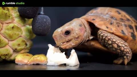 Turtle eats fruit 🐢