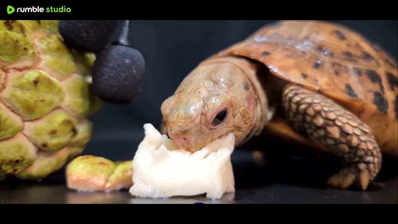 Turtle eats fruit 🐢