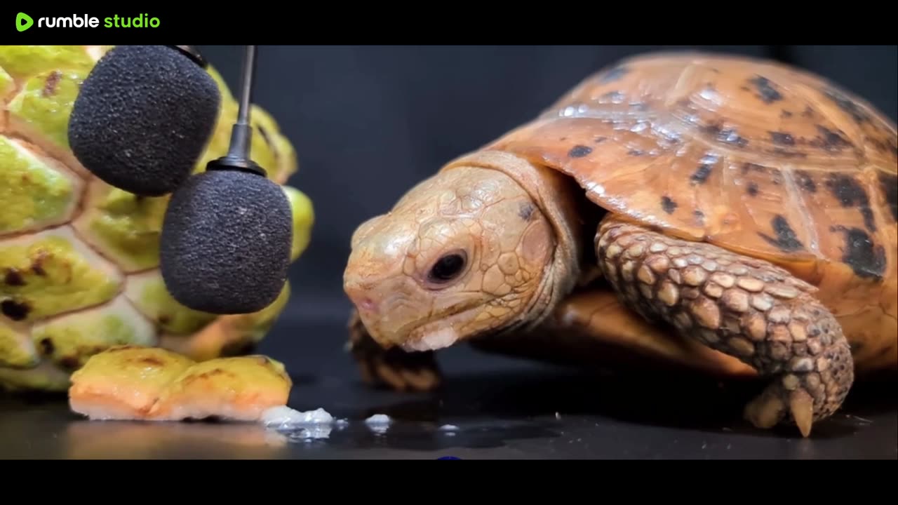 Turtle eats fruit 🐢