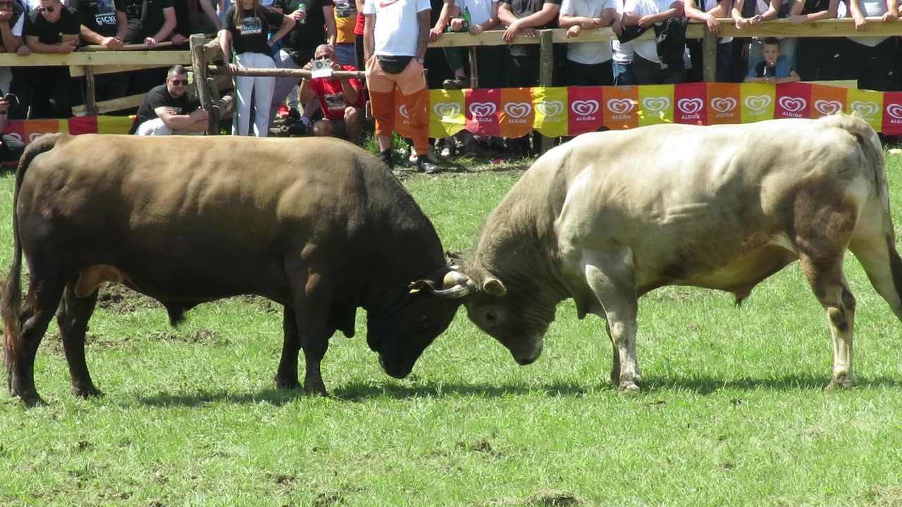 Medonja vs Zećo Bijelo Polje 2025