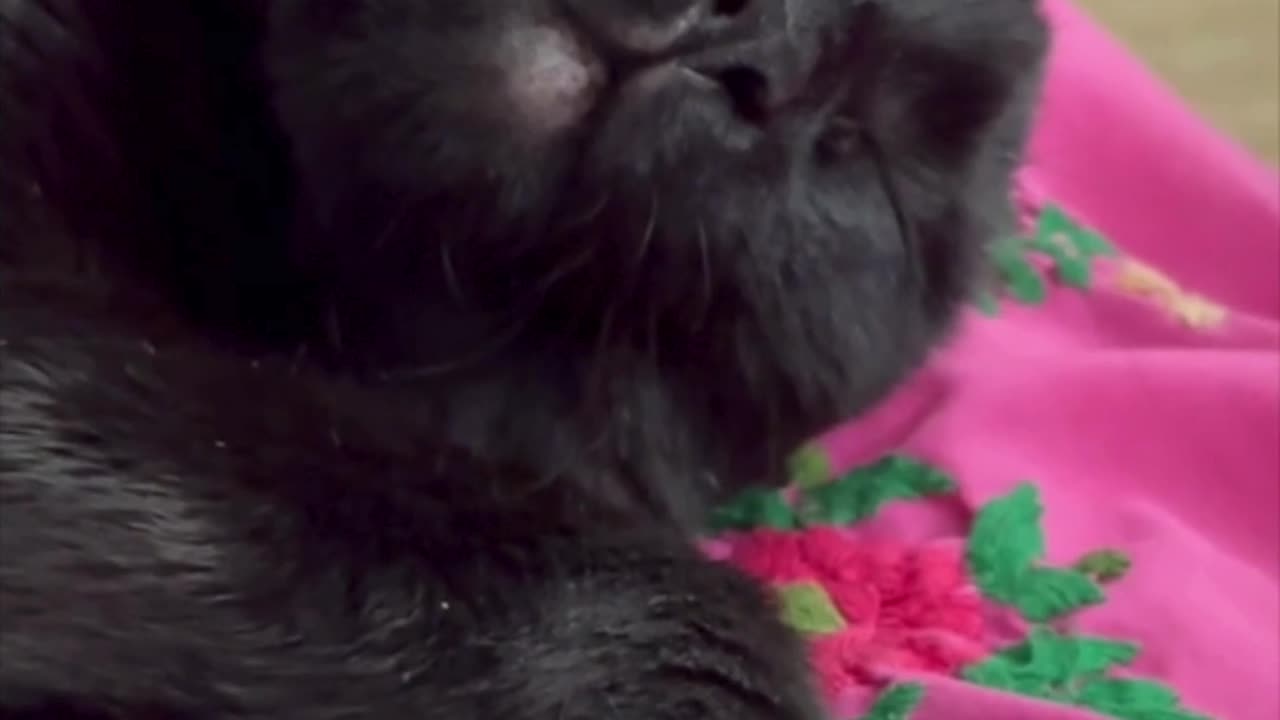 Cute Precious Piper Drifts Off to Sleep - Adopting a Cat from a Shelter Vlog #shorts