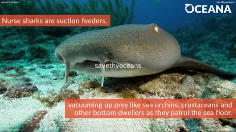 Nurse Sharks These Sharks Are Social Sleepers Oceana