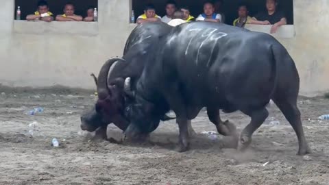 A Showdown Between The Strong