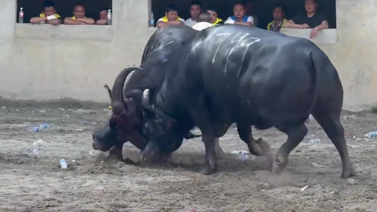A Showdown Between The Strong