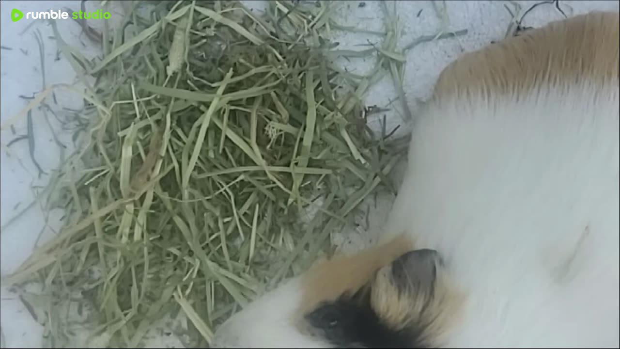 guinea pigs Labor Day weekend 2