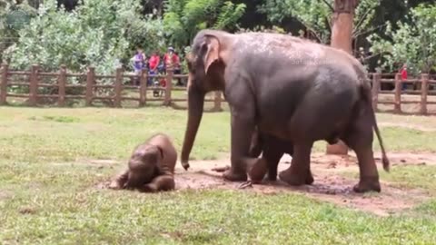 Pinnawala Elephant Orphanage | Sri Lanka