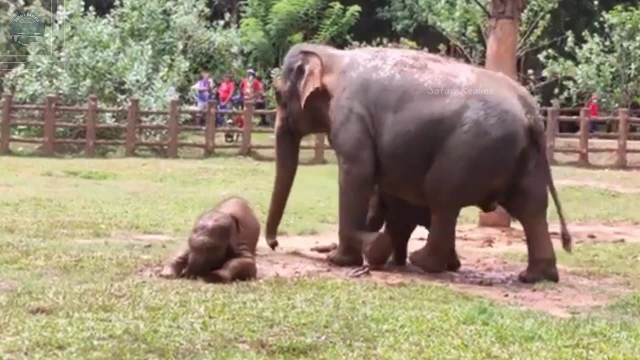 Pinnawala Elephant Orphanage | Sri Lanka