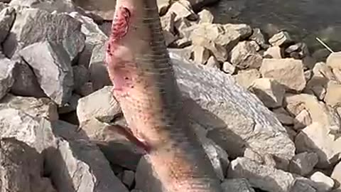 Breaking: LEFT FOR DEAD… why? #fishing #fish #quickcatchandrelease #fishonmyfrie