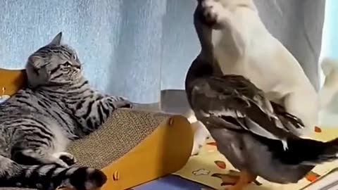 Funny animals