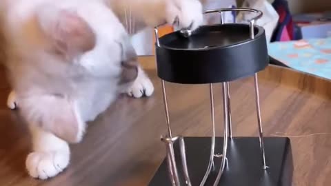 Funny cat