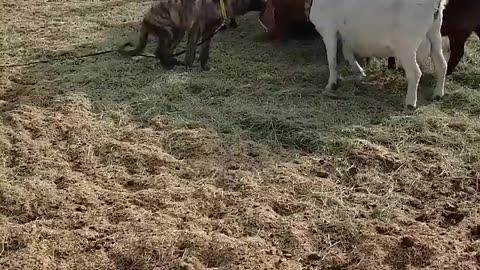 Funny Fail
