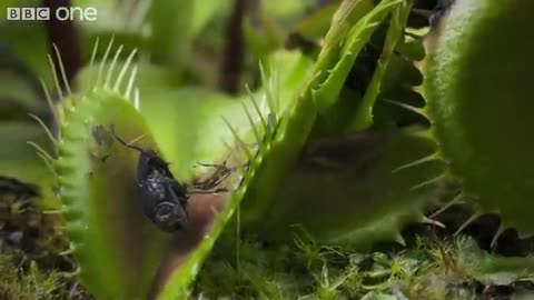 Hungry Venus flytraps snap shut on a host of unfortunate flies Life - BBC