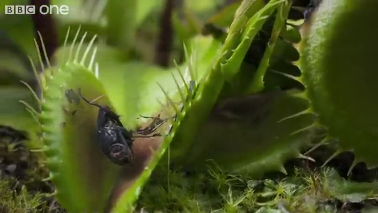 Hungry Venus flytraps snap shut on a host of unfortunate flies Life - BBC
