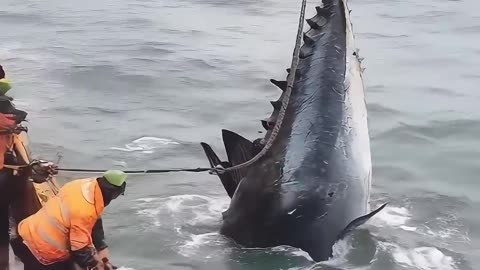 Deep-Sea Tuna Fishing
