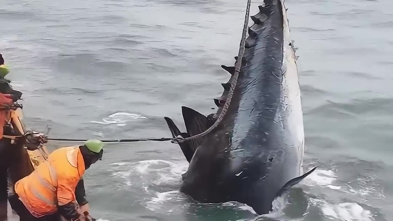 Deep-Sea Tuna Fishing