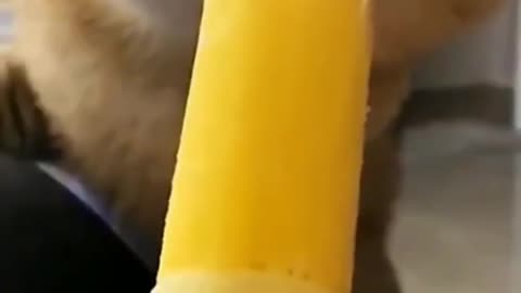 funny cats