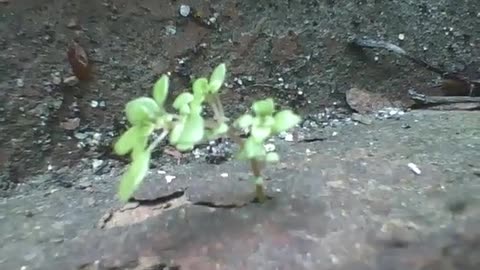 A tiny plant on the bricks, and many ants come and go at great speed [Nature & Animals]