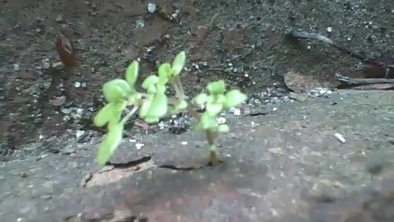 A tiny plant on the bricks, and many ants come and go at great speed [Nature & Animals]