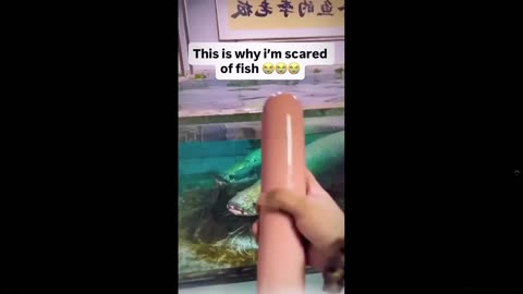 Dang - this boy is fast - - a fish can swallow a giant hot dog in a flash