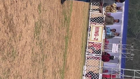 Training | Belgium Shepherd || Bhubaneswar Dog Show 2022