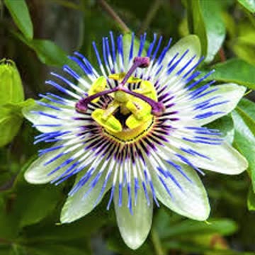 🌸 Passionflower: a gift from nature for the soul! 🌸
