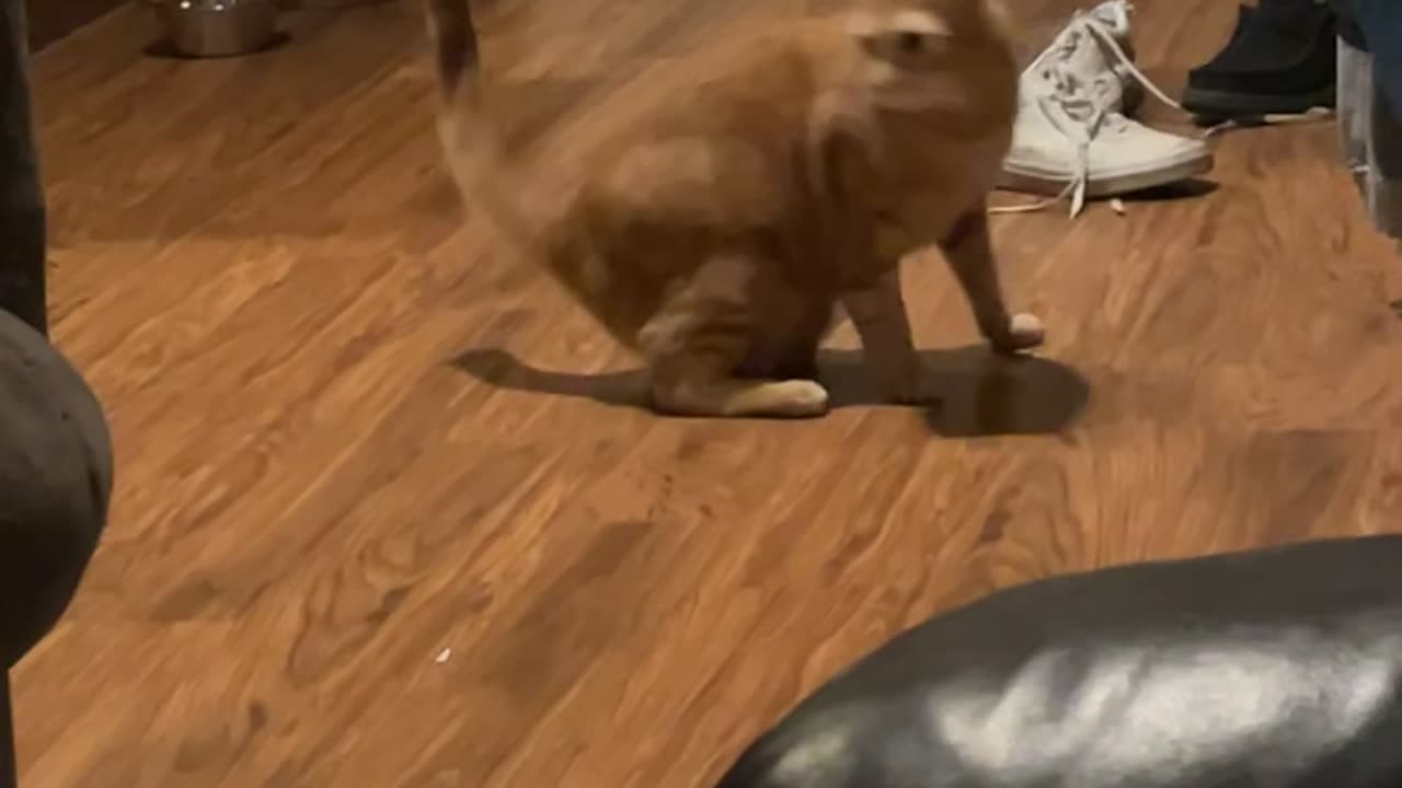 Orange Cat Chases His Tail’s Shadow