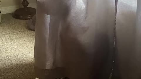 Funny Pups Play Hide And Seek