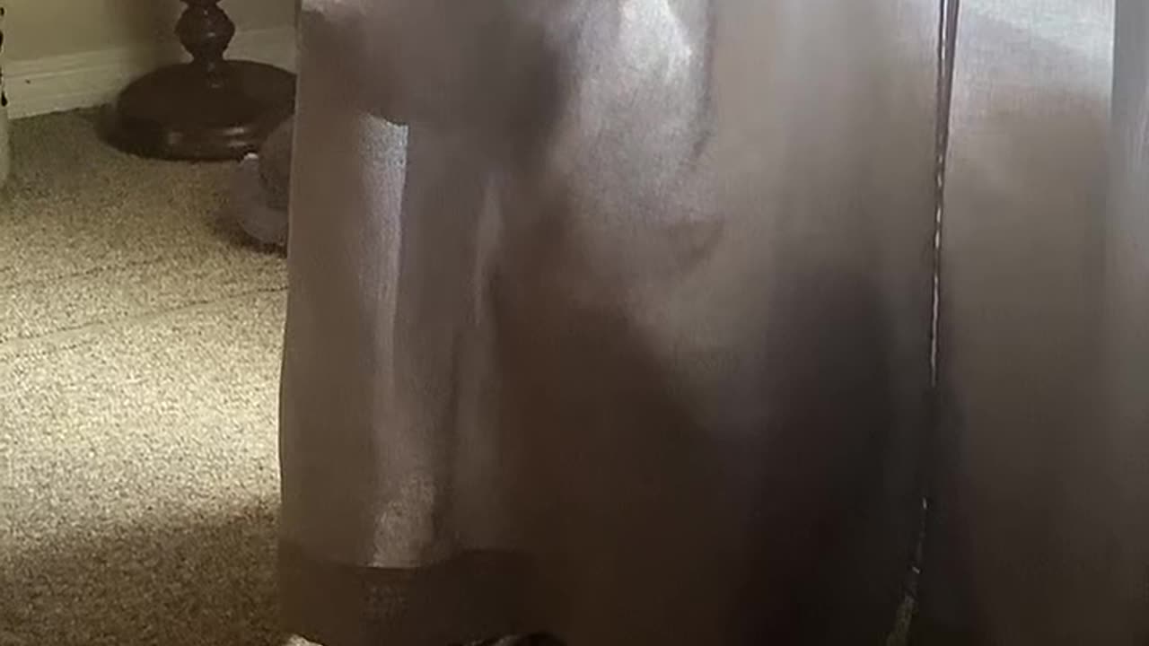 Funny Pups Play Hide And Seek