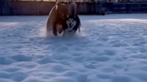 🐶❄️ Two Dogs Playing in the Snow… This Christmas Joy Is Just Too Pure 🎄❤️