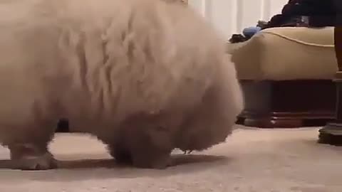funny animals