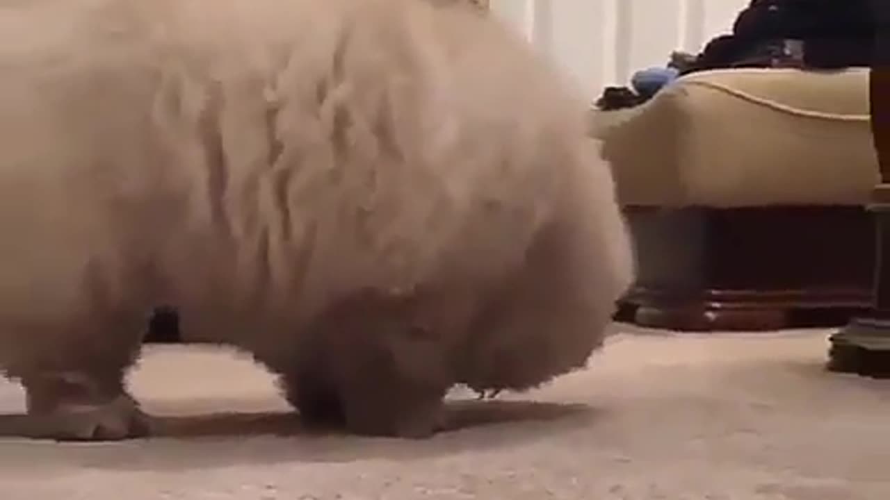 funny animals