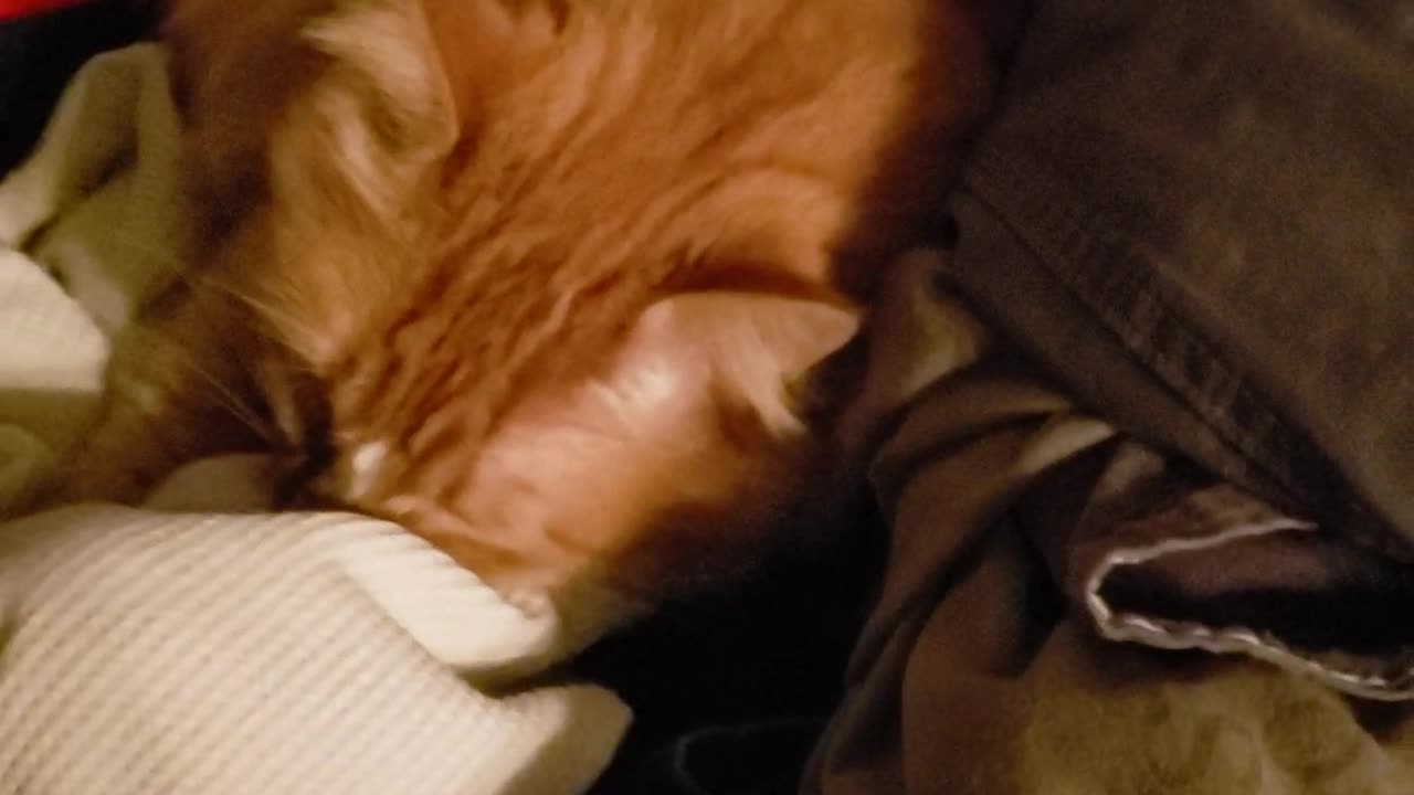 Grown Cat Nursing