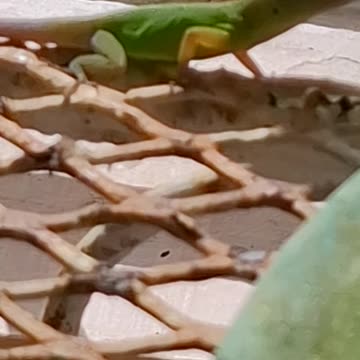 small green lizard