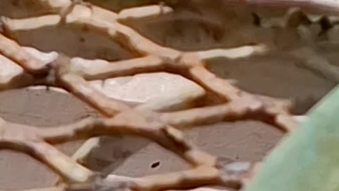 small green lizard