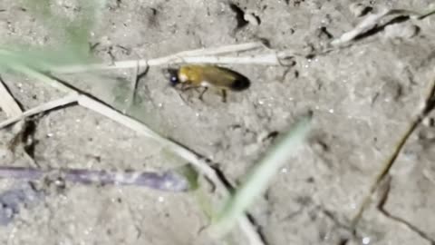 Fireflies Are Disappearing 💛✨ | Rare Sighting Tonight