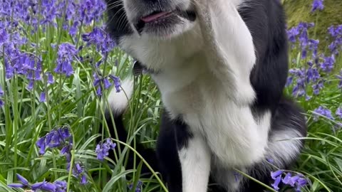 Border Collie Tries Playing Hide and Seek