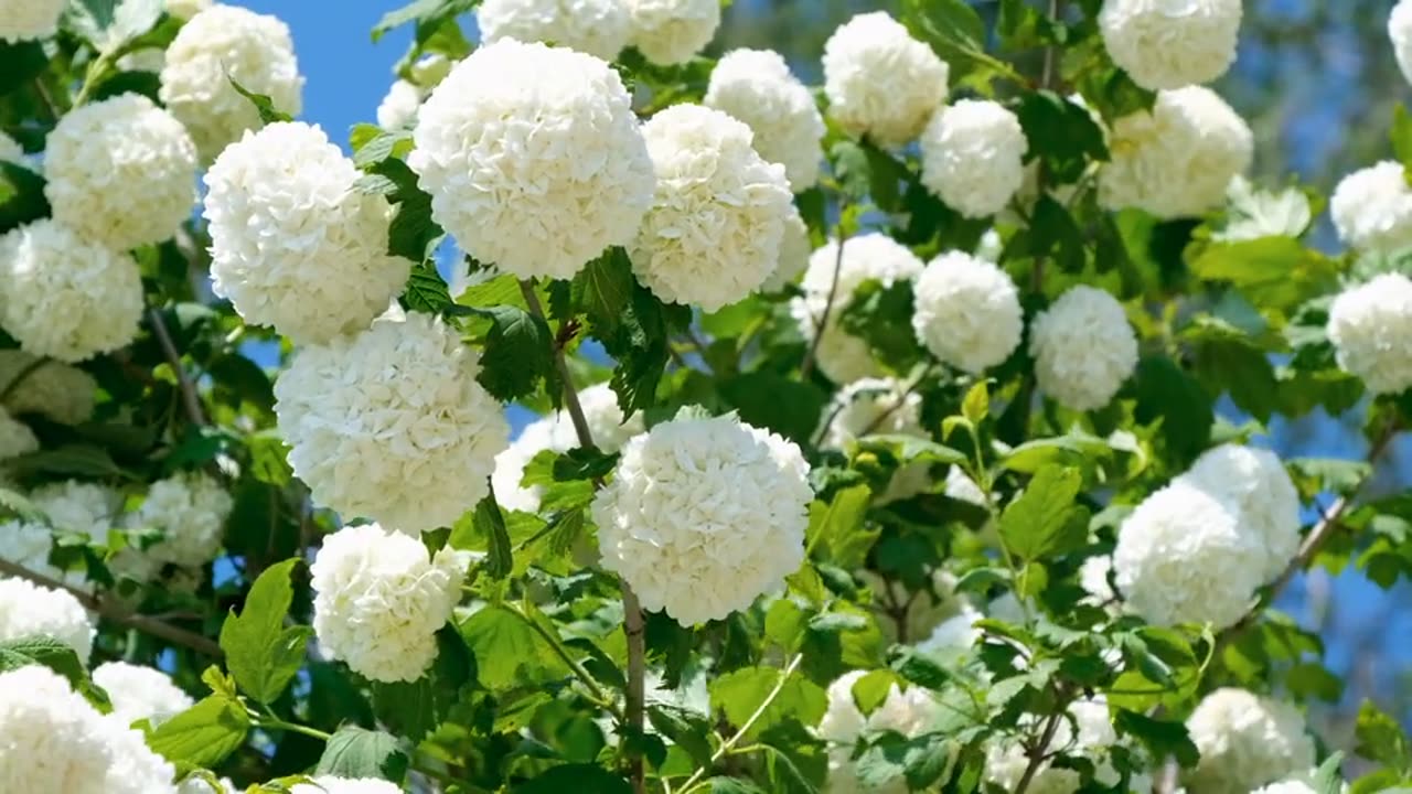 Snowball, flower, white