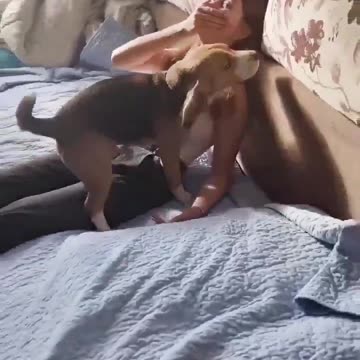 What’s the dog doing .#viral