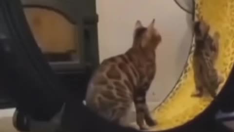 Cute & Funny Cats🐈