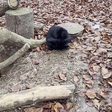 our bunnies meeting ducks by the pond! 🦆🐇