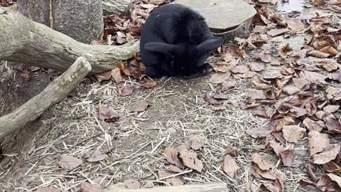 our bunnies meeting ducks by the pond! 🦆🐇