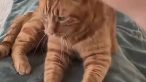 Hates Physical Contact