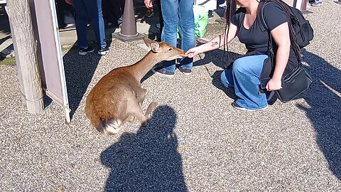 奈良県にいる鹿さんの映像